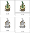 Bulb Nomenclature 3-Part Cards - Montessori Print Shop
