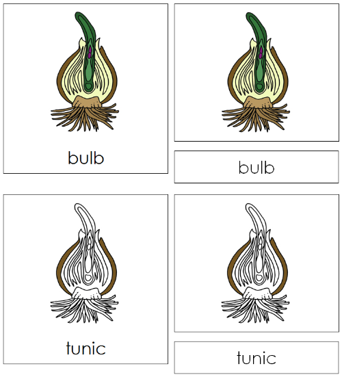 Parts of a Bulb Nomenclature Cards - Montessori Print Shop Digital Download