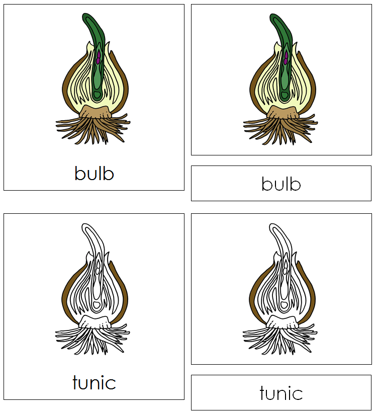 Bulb Nomenclature Cards - Montessori Print Shop