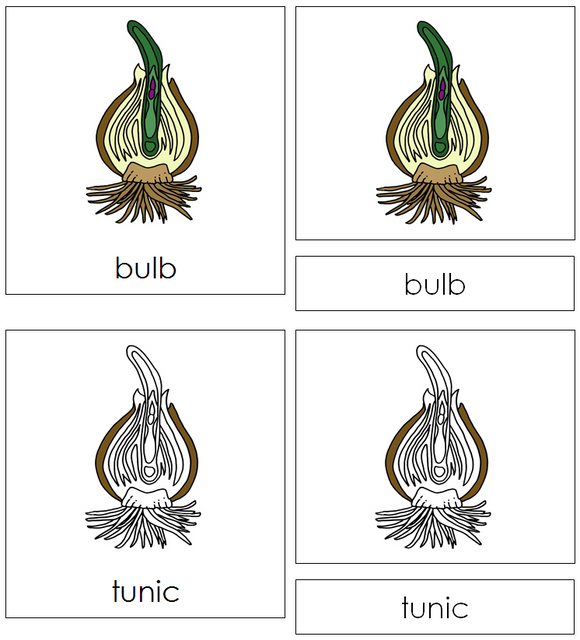 Botany Nomenclature Bundle Set 2 - Montessori Print Shop