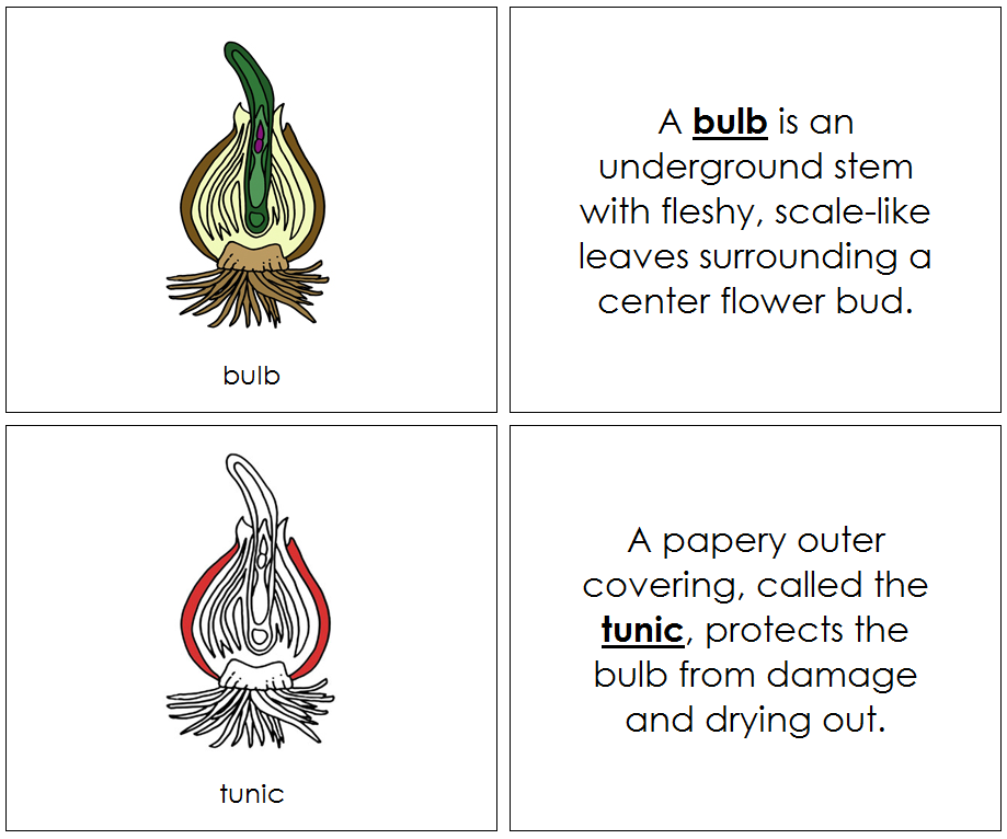 Parts of a Bulb Nomenclature Book (red)  - Montessori Print Shop Digital Download