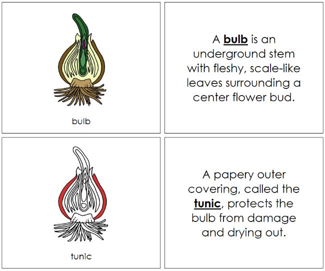 Parts of a Bulb Nomenclature Book (red) - Montessori Print Shop Digital Download