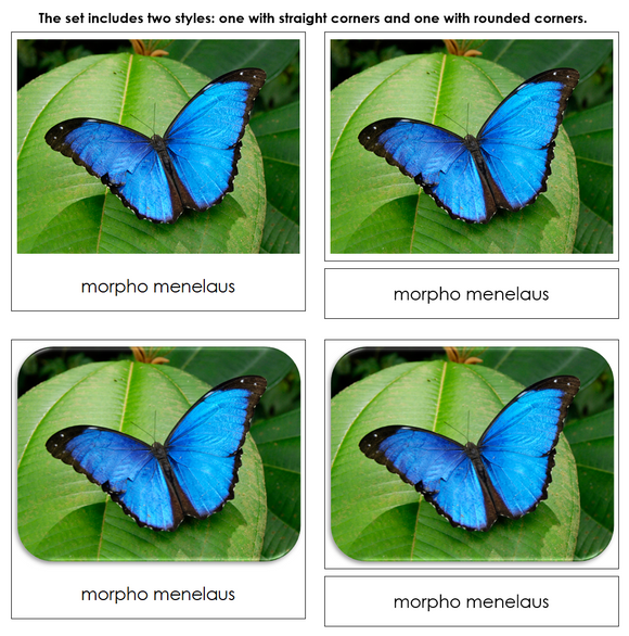 Butterflies Safari Toob Cards - Montessori Print Shop Digital Download