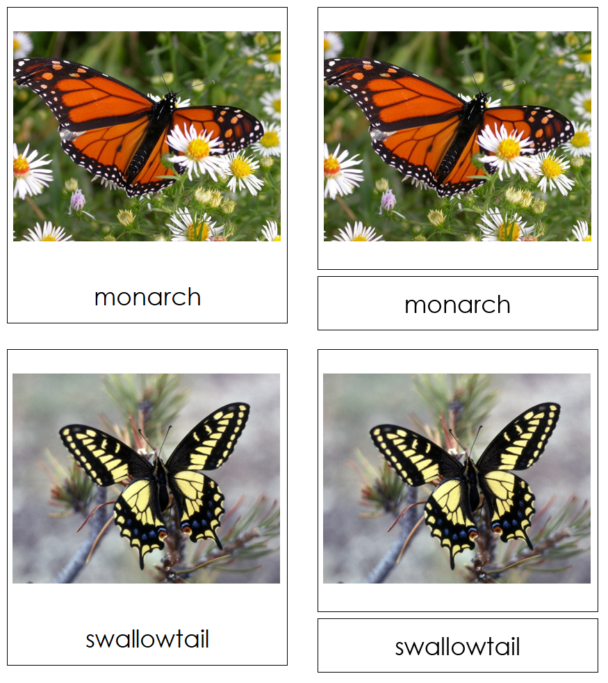 Types of Butterflies 3-Part Cards - Montessori Print Shop Digital Download