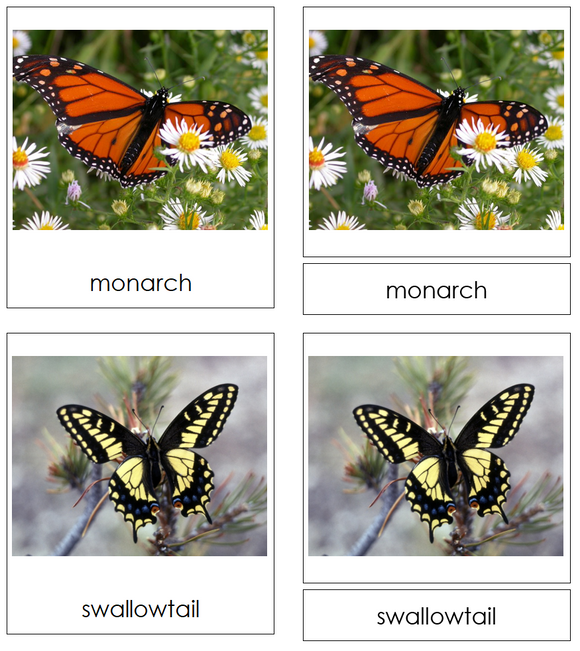 Types of Butterflies 3-Part Cards - Montessori Print Shop Digital Download