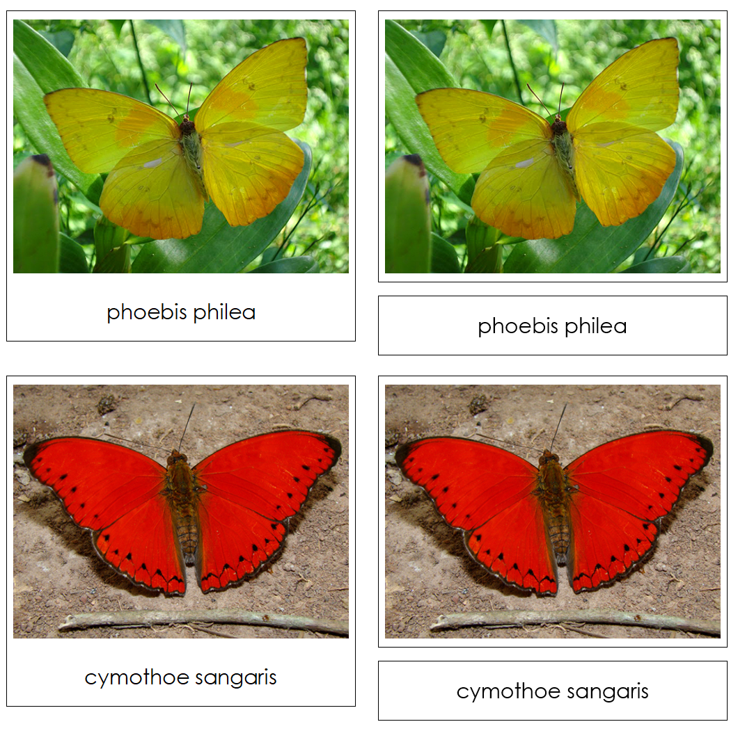 Butterflies Safari Toob Cards - Montessori Print Shop Digital Download