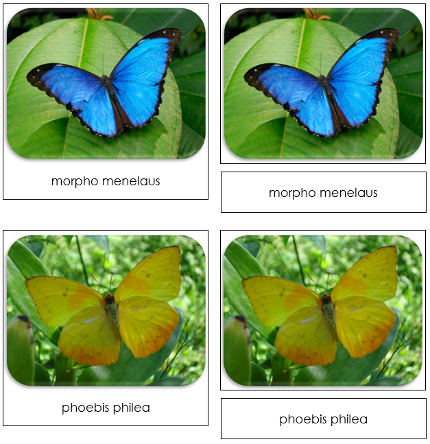 Butterflies Safari Toob Cards - Montessori Print Shop