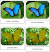 Butterflies Safari Toob Cards - Montessori Print Shop