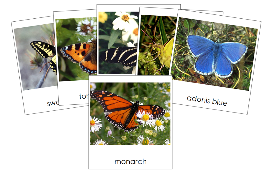 Types of Butterflies 3-Part Cards - Montessori Print Shop Digital Download