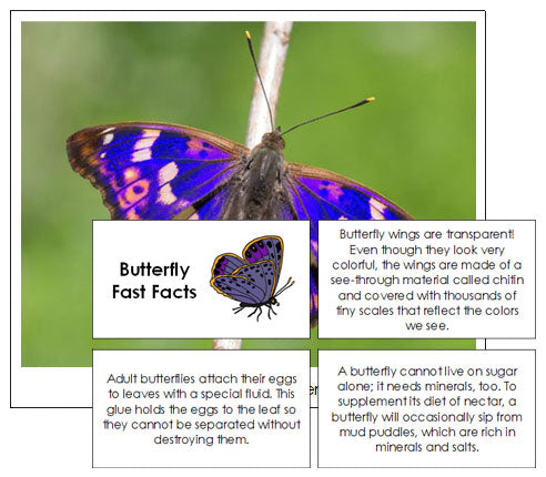Butterfly Fast Facts & Pictures - Montessori Print Shop