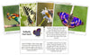 Butterfly Fast Facts & Pictures - Montessori Print Shop