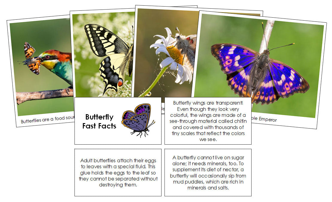 Butterfly Fast Facts & Pictures - Montessori Print Shop Digital Download