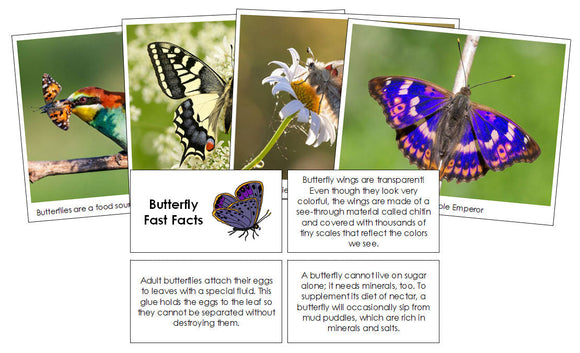 Butterfly Fast Facts & Pictures - Montessori Print Shop