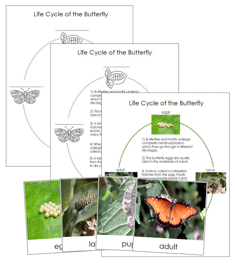Butterfly Life Cycle Nomenclature Cards & Charts - Montessori Print Shop Digital Download