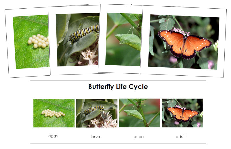 Butterfly Life Cycle Sequence Cards - Montessori Print Shop Digital Download