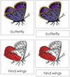 Butterfly Nomenclature 3-Part Cards (red) - Montessori Print Shop