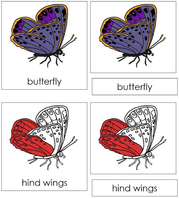 Parts of a Butterfly 3-Part Nomenclature Cards (red) - Montessori Print Shop Digital Download
