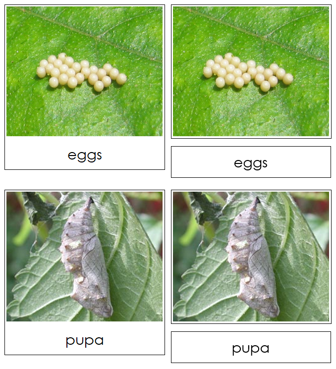 Butterfly Life Cycle Nomenclature 3-Part Cards & Charts - Montessori Print Shop Digital Download