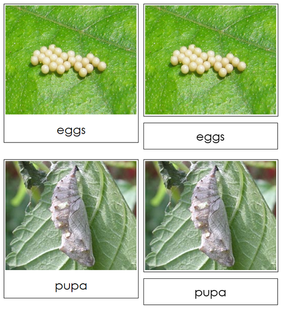 Butterfly Life Cycle Nomenclature Cards & Charts - Montessori Print Shop