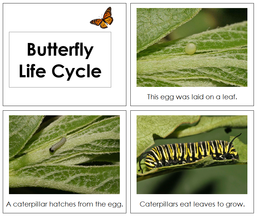 Butterfly Life Cycle Book - Toddler - Montessori Print Shop Digital Download