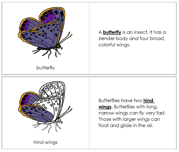 Parts of a Butterfly Nomenclature Book - Montessori Print Shop Digital Download