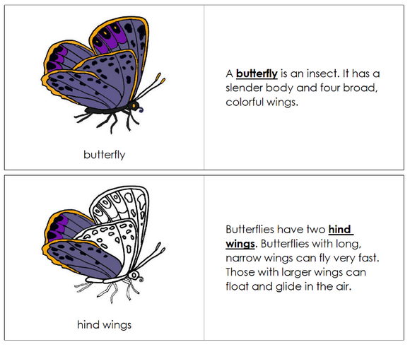 Parts of a Butterfly Nomenclature Book - Montessori Print Shop Digital Download