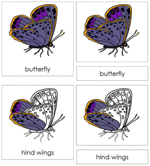 Parts of a Butterfly 3-Part Nomenclature Cards - Montessori Print Shop Digital Download