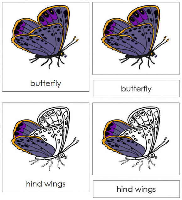 Parts of a Butterfly 3-Part Nomenclature Cards - Montessori Print Shop Digital Download