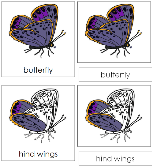 Butterfly Nomenclature 3-Part Cards - Montessori Print Shop