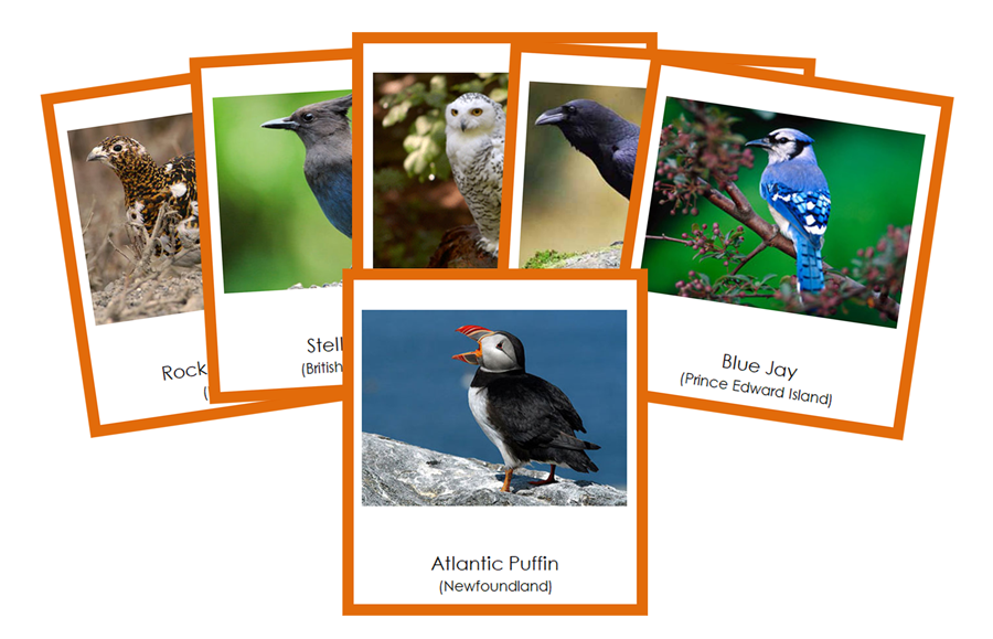 Provincial & Territorial Birds of Canada 3-Part Cards (color-coded) - Montessori Print Shop Digital Download