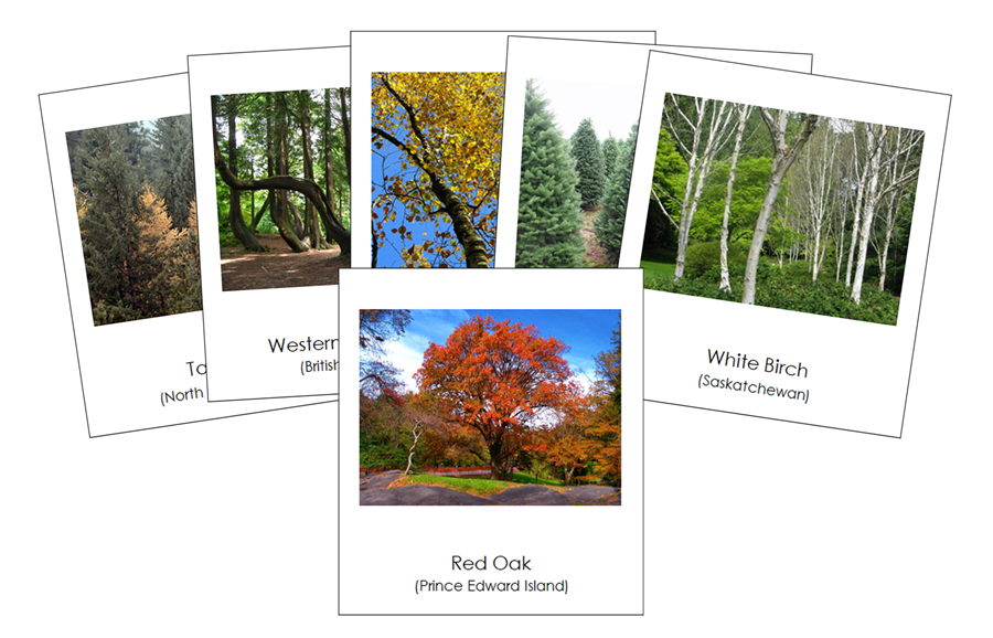 Provincial & Territorial Trees of Canada 3-Part Cards - Montessori Print Shop Digital Download