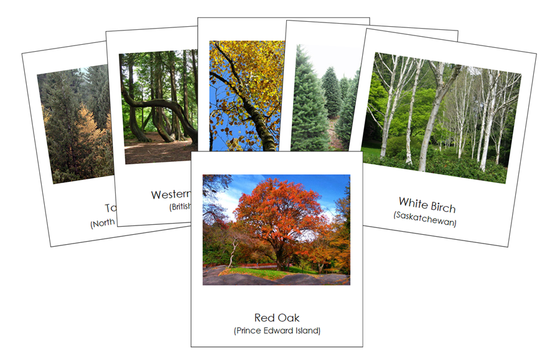 Provincial & Territorial Trees of Canada 3-Part Cards - Montessori Print Shop Digital Download