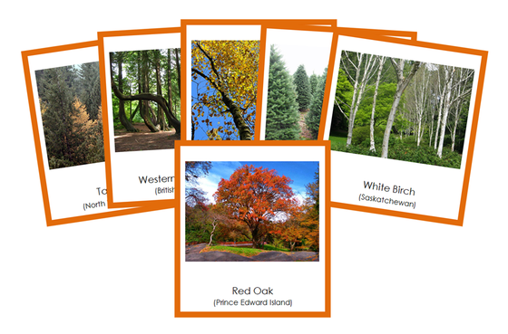 Provincial & Territorial Trees of Canada 3-Part Cards (color-coded) - Montessori Print Shop Digital Download