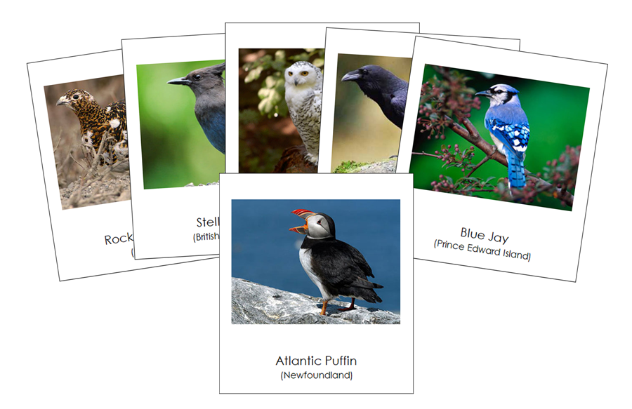 Provincial & Territorial Birds of Canada 3-Part Cards - Montessori Print Shop Digital Download
