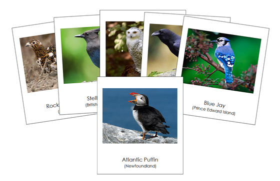 Provincial & Territorial Birds of Canada 3-Part Cards - Montessori Print Shop Digital Download