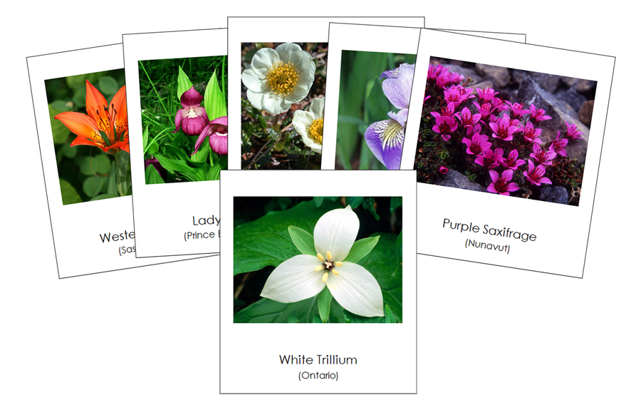Flowers of Canada 3-Part Cards - Montessori Print Shop Digital Download