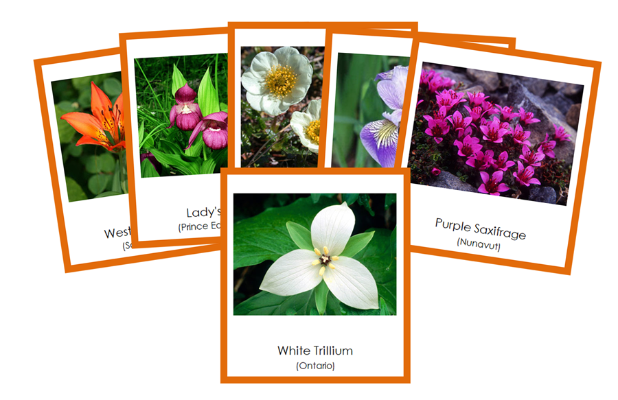 Flowers of Canada 3-Part Cards (color-coded) - Montessori Print Shop Digital Download