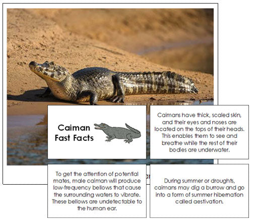 Caiman Fast Facts & Pictures - Montessori Print Shop