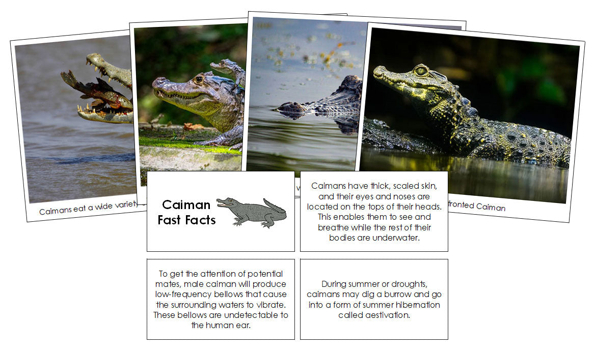 Caiman Fast Facts & Pictures - Montessori Print Shop Digital Download