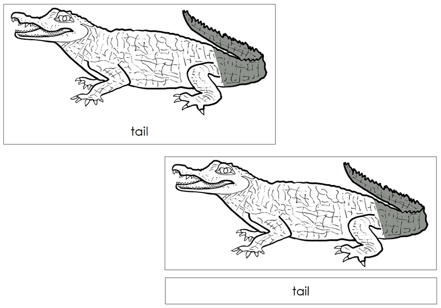 Parts of a Caiman Nomenclature Cards - Montessori Print Shop Digital Download