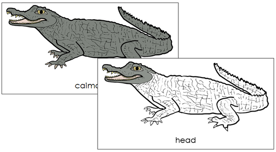 Caiman Nomenclature Cards - Montessori Print Shop Digital Download