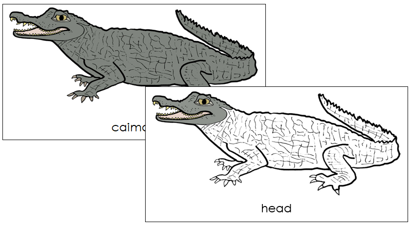 Caiman Nomenclature Cards - Montessori Print Shop Digital Download