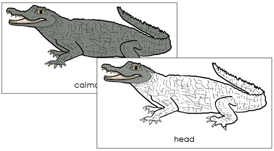 Caiman Nomenclature Cards - Montessori Print Shop