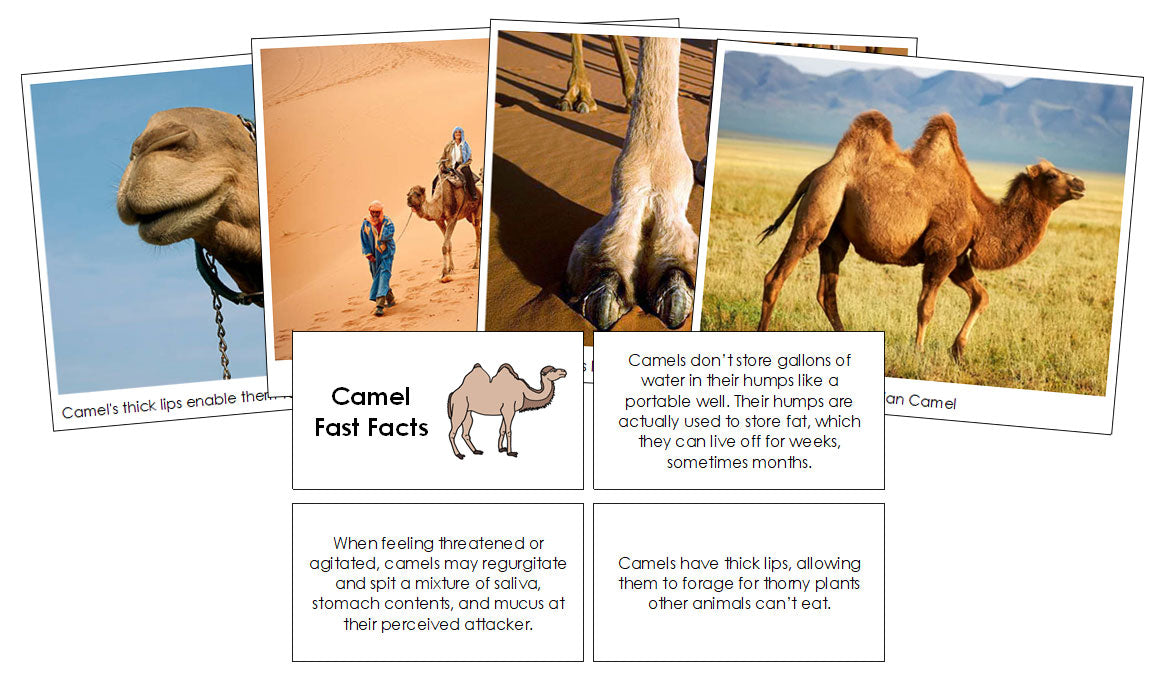 Camel Fast Facts & Pictures - Montessori Print Shop Digital Download