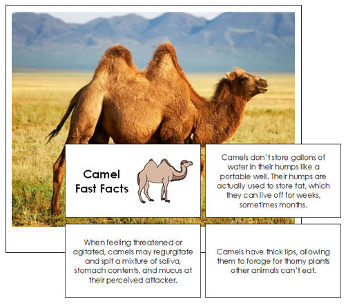 Camel Fast Facts & Pictures - Montessori Print Shop