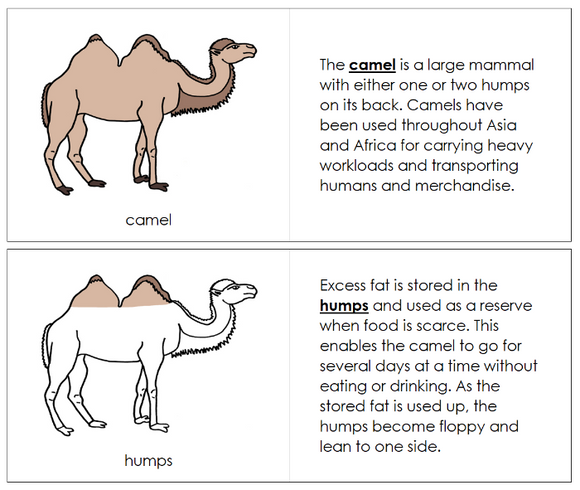 Parts of a Camel Nomenclature Book - Montessori Print Shop Digital Download