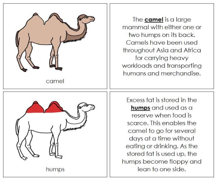 Camel Nomenclature Book (red) - Montessori Print Shop Digital Download