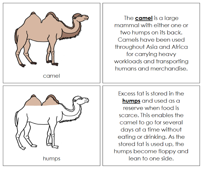 Parts of a Camel Nomenclature Book - Montessori Print Shop Digital Download