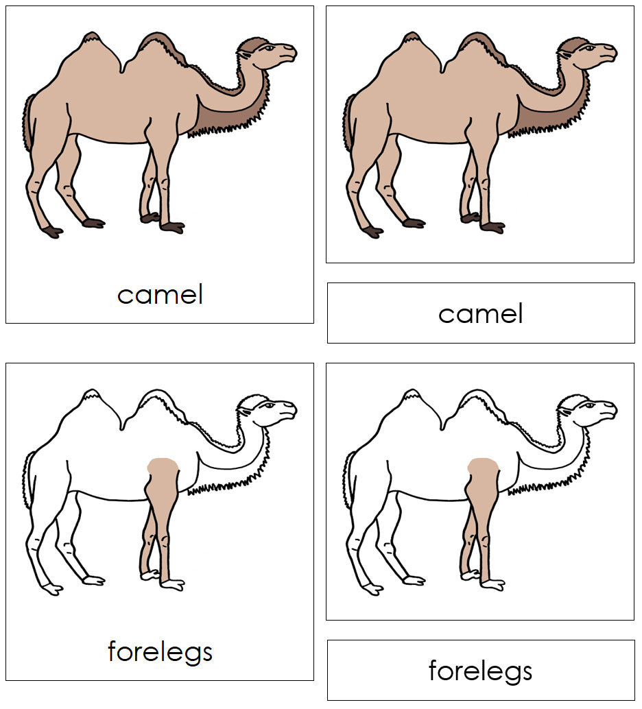Parts of a Camel Nomenclature 3-Part Cards - Montessori Print Shop Digital Download