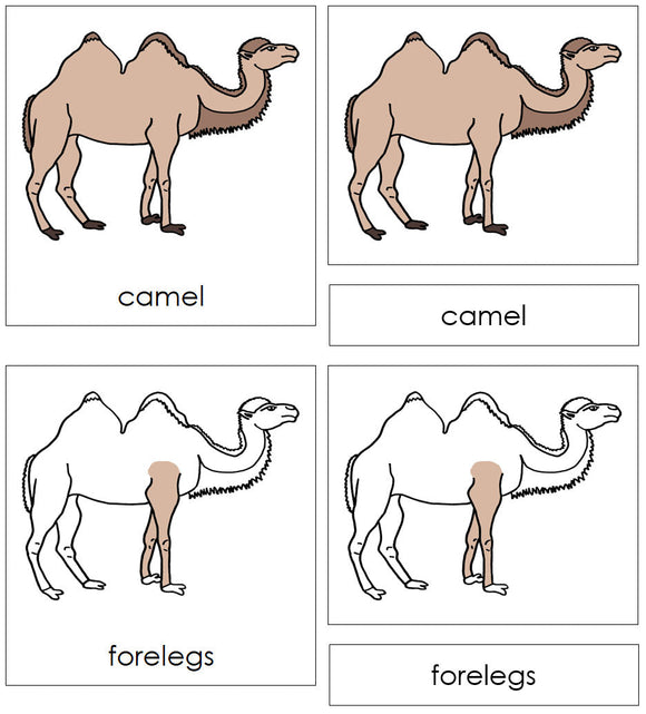 Parts of a Camel 3-Part Nomenclature Cards - Montessori Print Shop Digital Download
